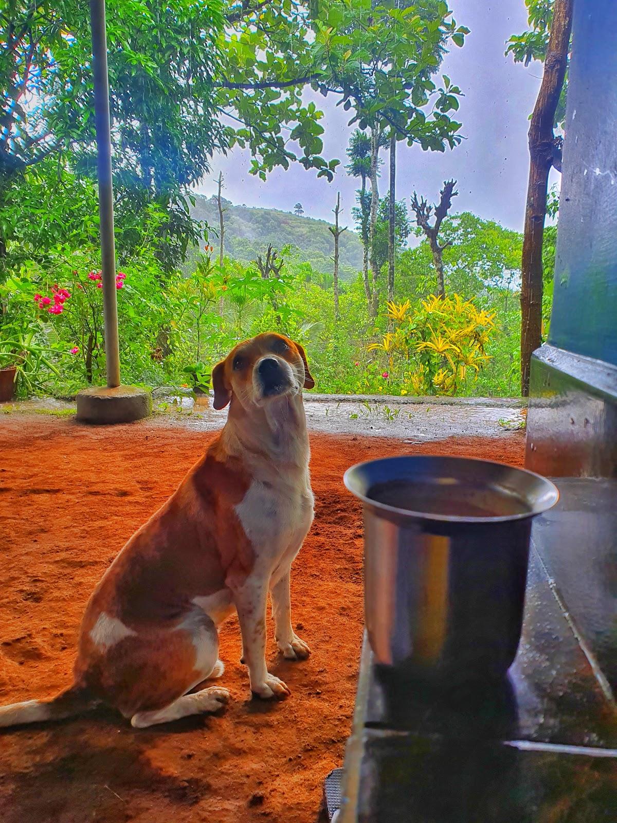 Attappadi Homestay – photo 2