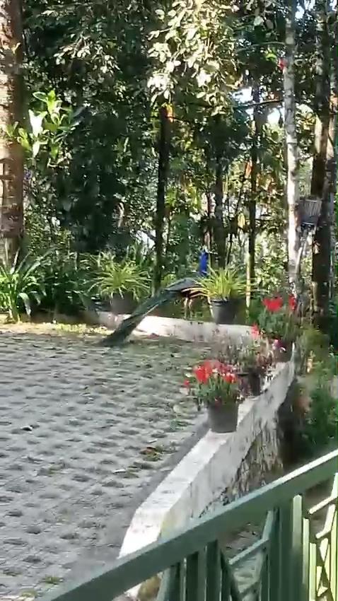 THE CASCADE RESORT MUNNAR Pool Villa – photo 2