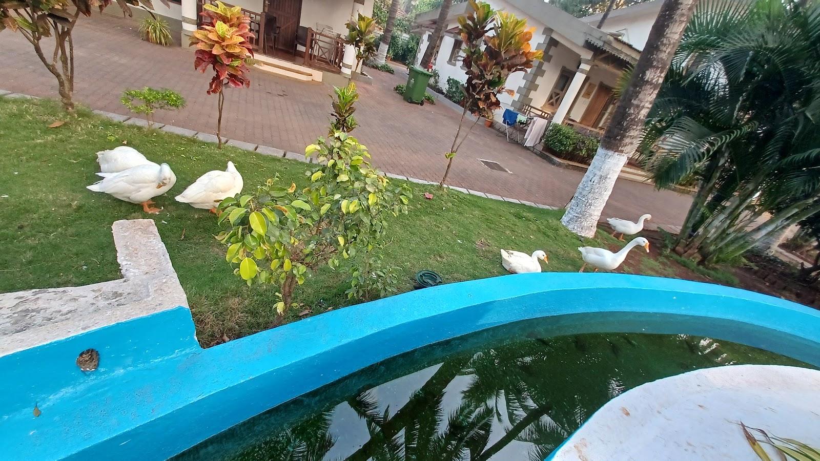 Golden Swan Beach Resort – photo 4