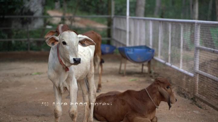 StayVista at Wellnest Natural Farms - Chittoor | Private Villa with Pool – photo 1