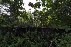 Dooars View Resort – photo 4