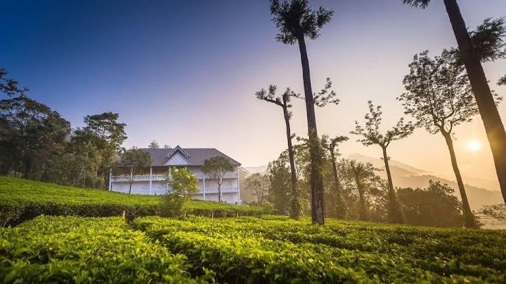 Tea Harvester – photo 1