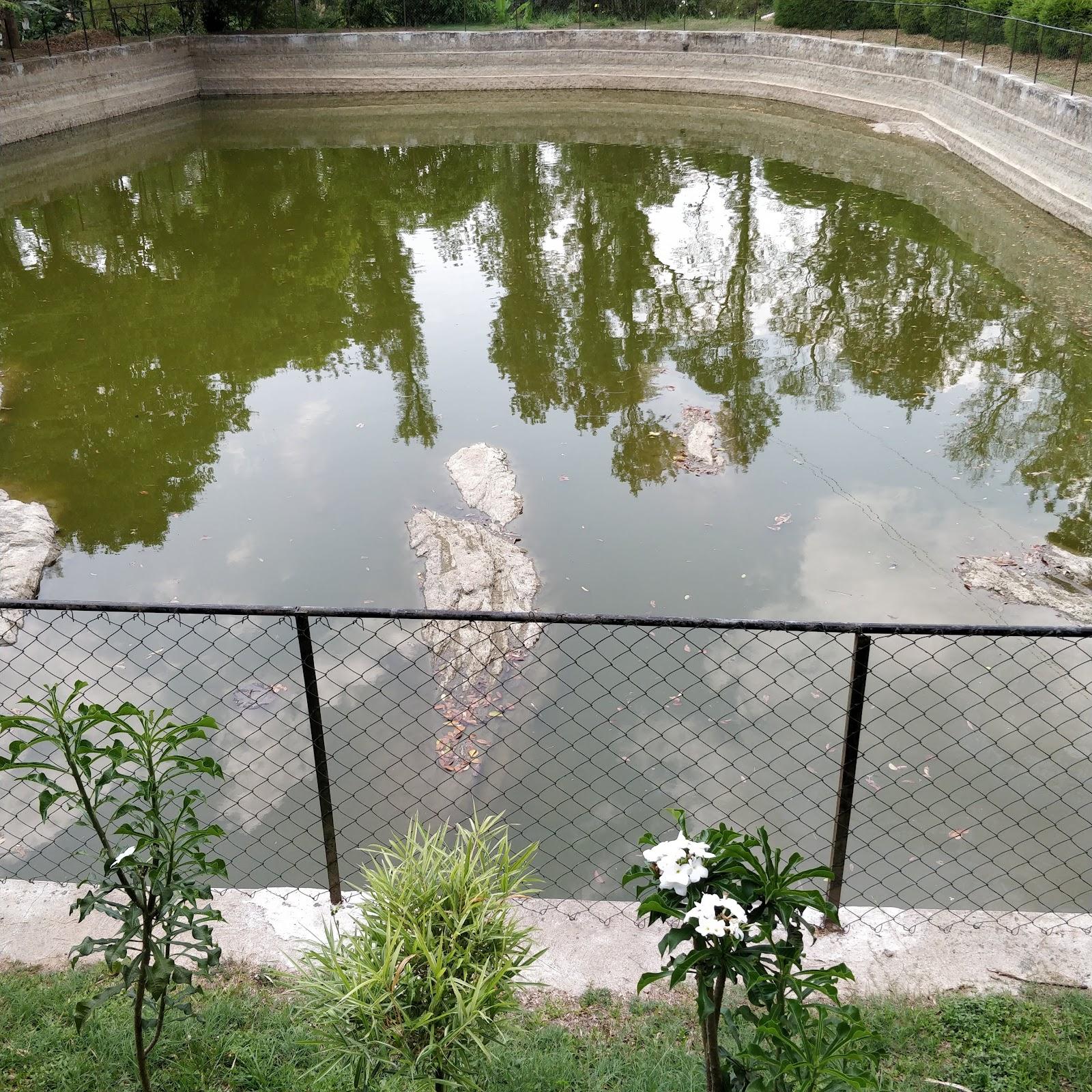 Little Jungle – photo 1
