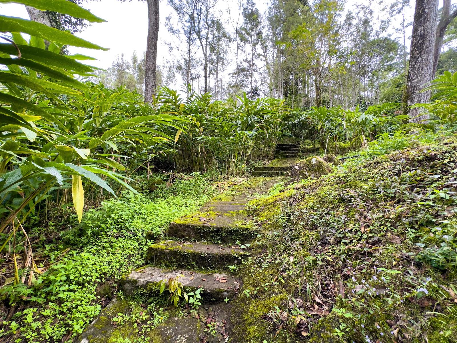 Neelakurunji Luxury Plantation Resort – photo 4