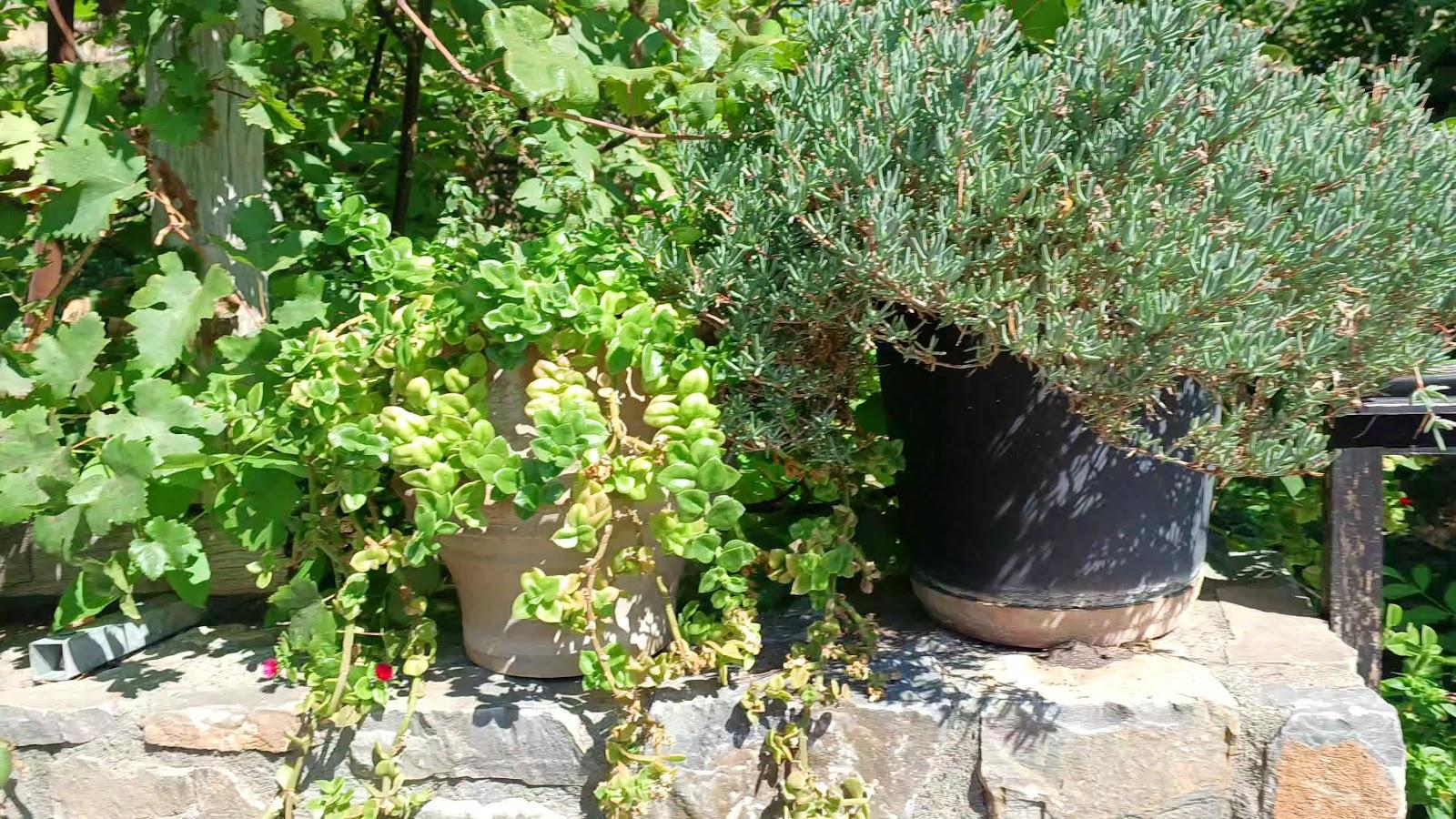 Mala Villa – photo 2