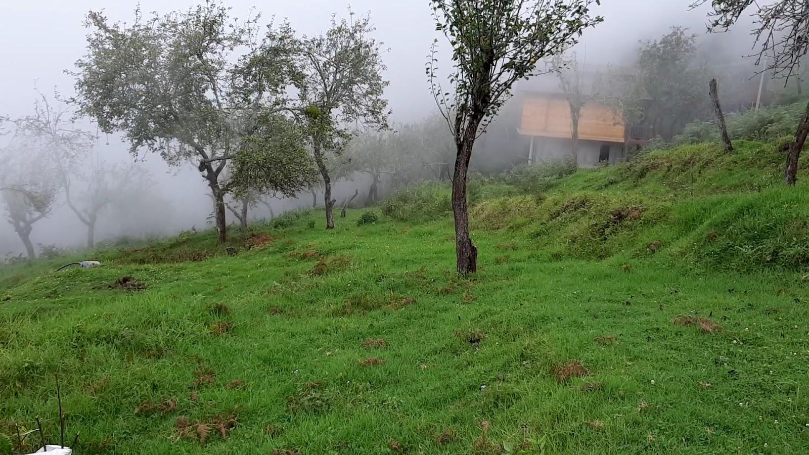 The Foggy Nest – photo 2