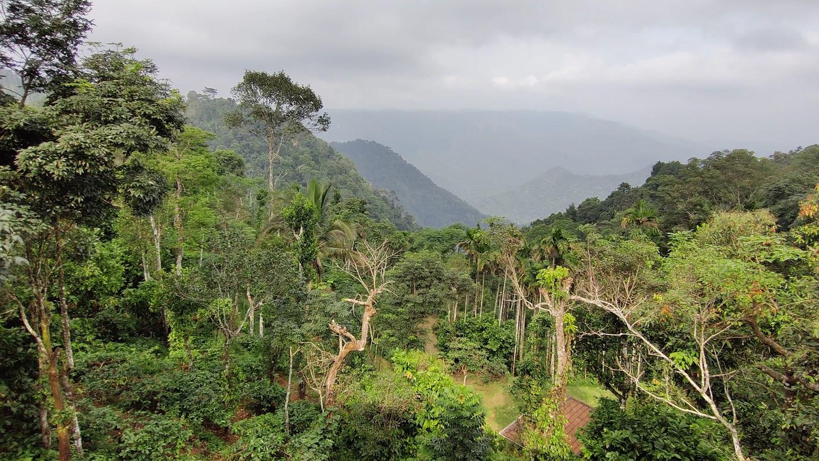 After The Rains Rainforest Lodge, Wayanad – photo 2