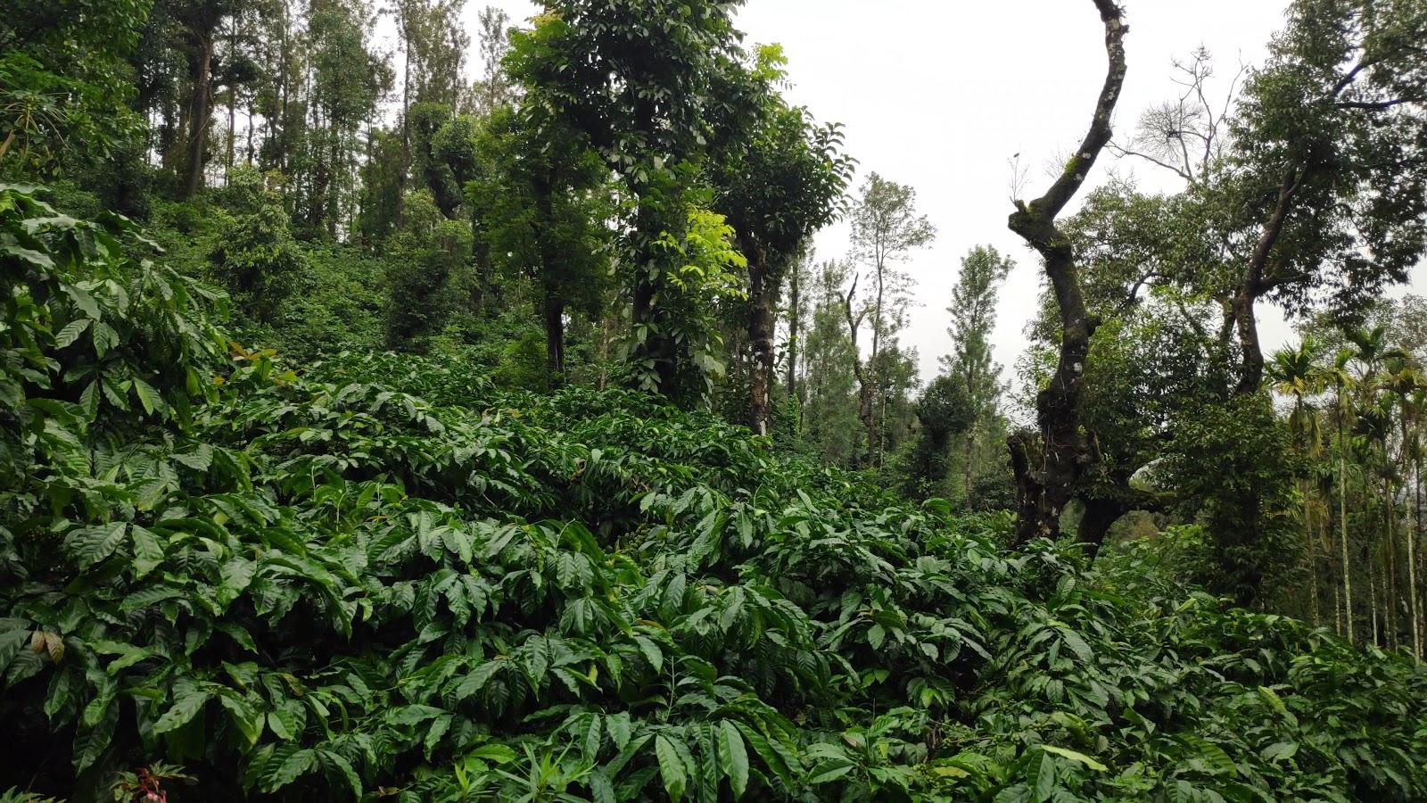 Young Island Coorg – photo 2