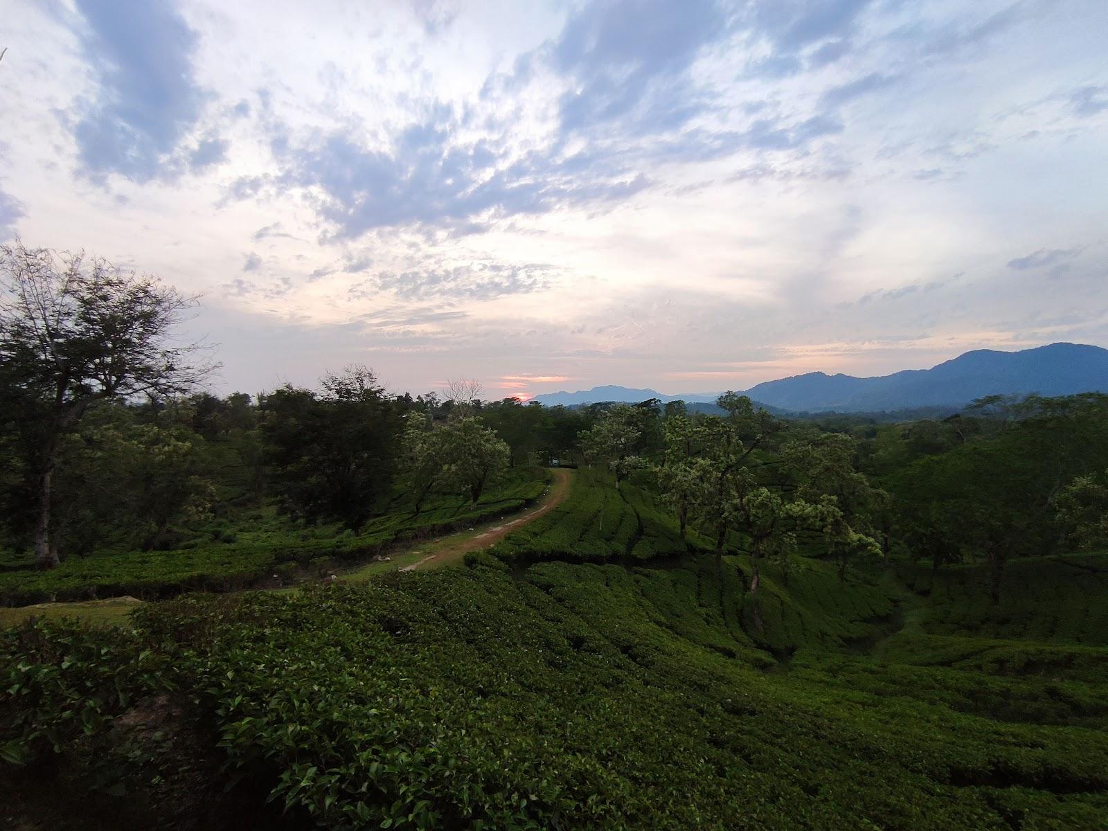 Koomber Tea Garden – photo 1
