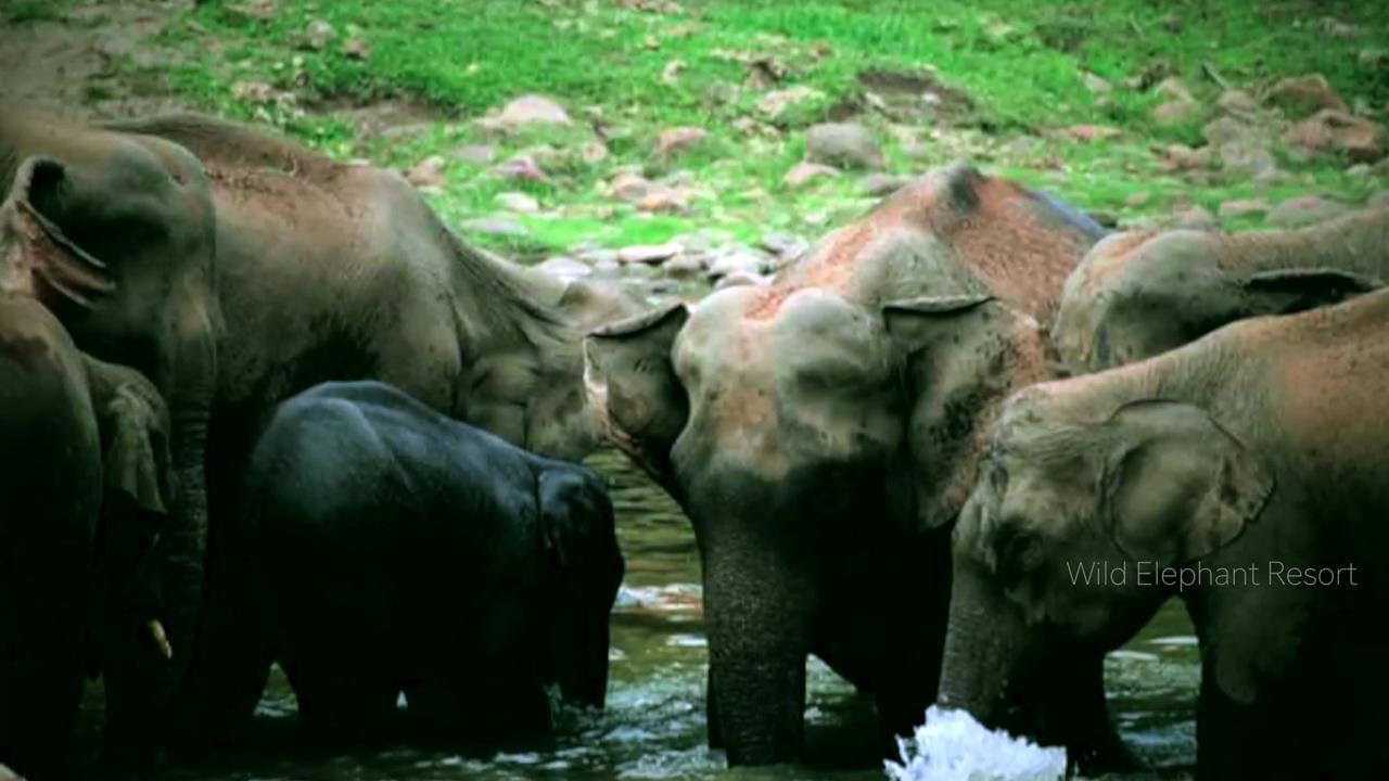 Wild Elephant Resort Munnar – photo 2