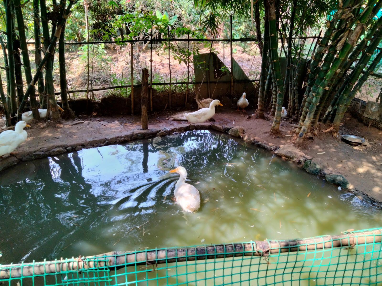 Koomankolly Heritage Resort – photo 4