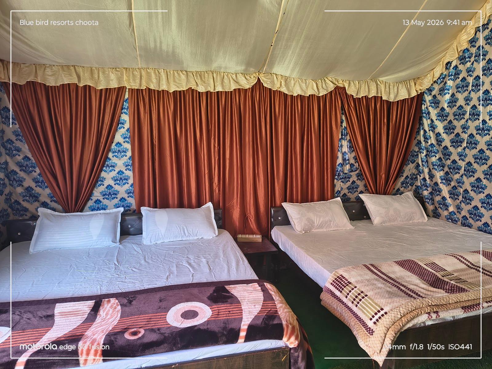 Blue Bird Resort | Chopta, Uttrakhand | Luxury Camping | Best Adventure Activities in Himalyas – photo 3