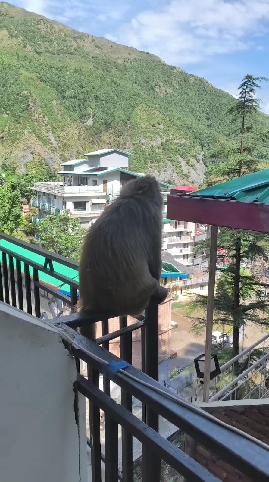Hotel Four Season Bhagsunag – photo 1