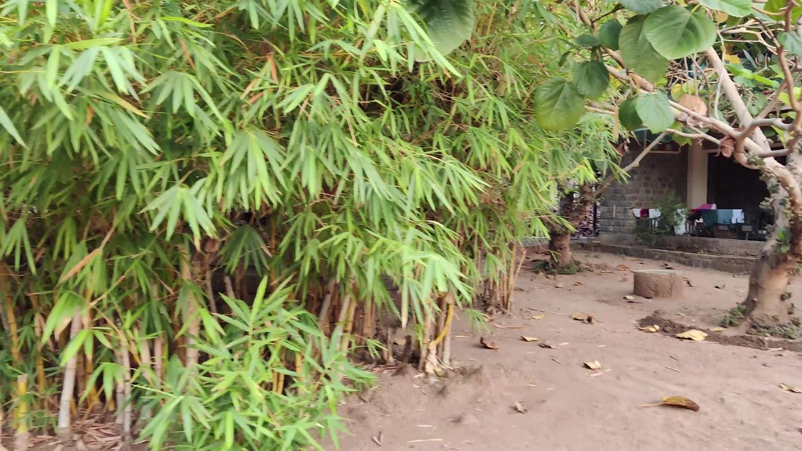 Banyan Tree Farm Stay | Resorts in Pollachi | Resorts in Topslip | Resorts in Pollachi Sethumadai – photo 2