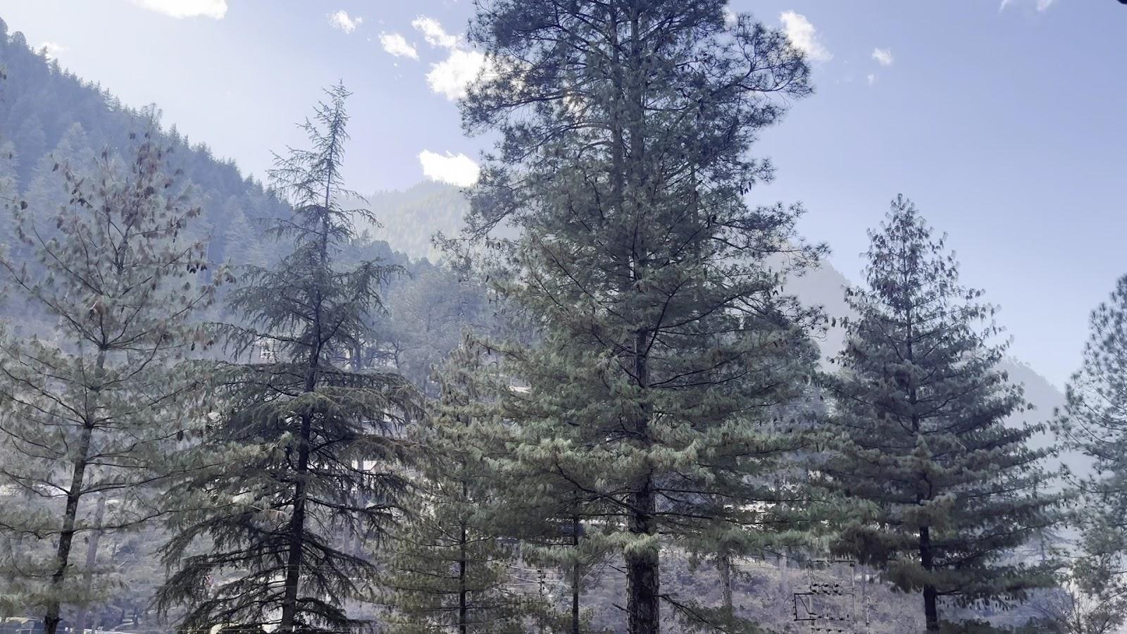 Madpackers Kasol ( Katagla) – photo 2