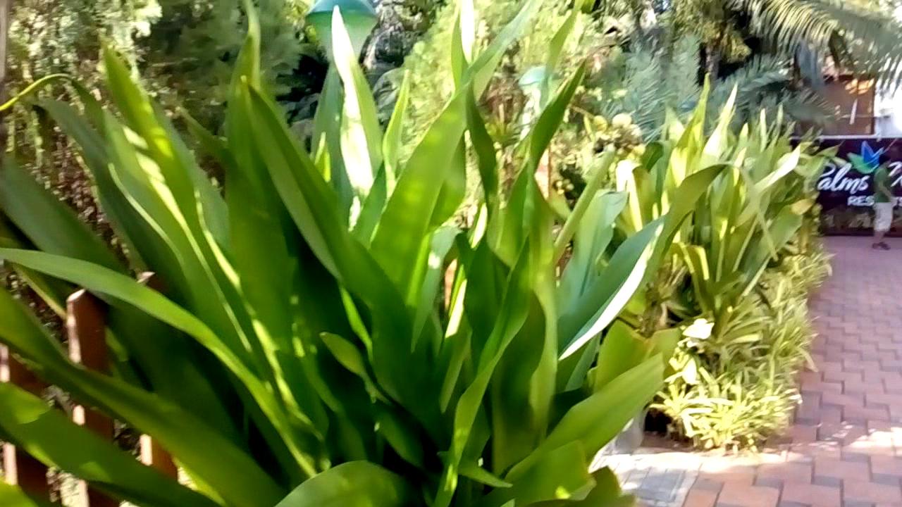 Palms Water Resort – photo 2