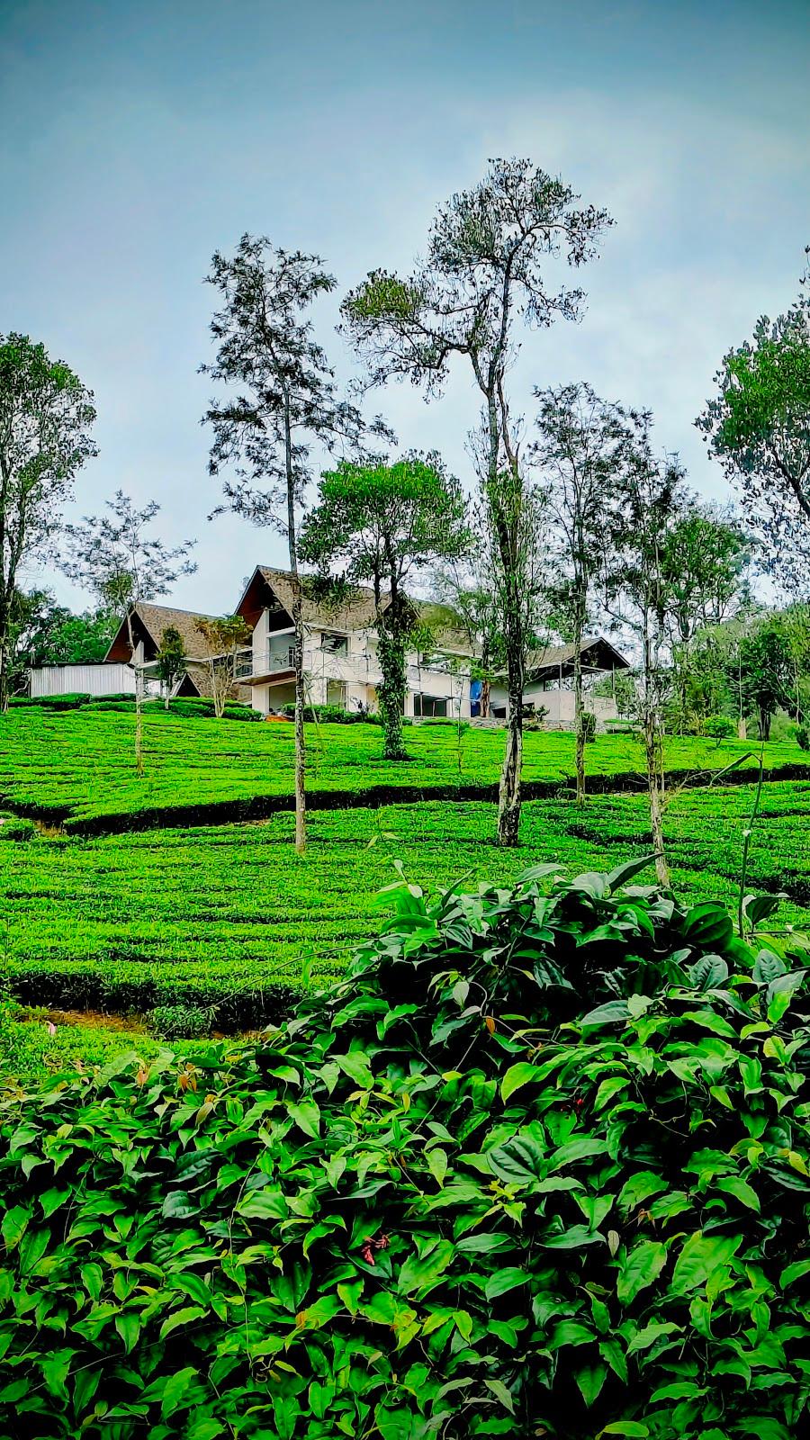 Valparai Jungle Stay – photo 3