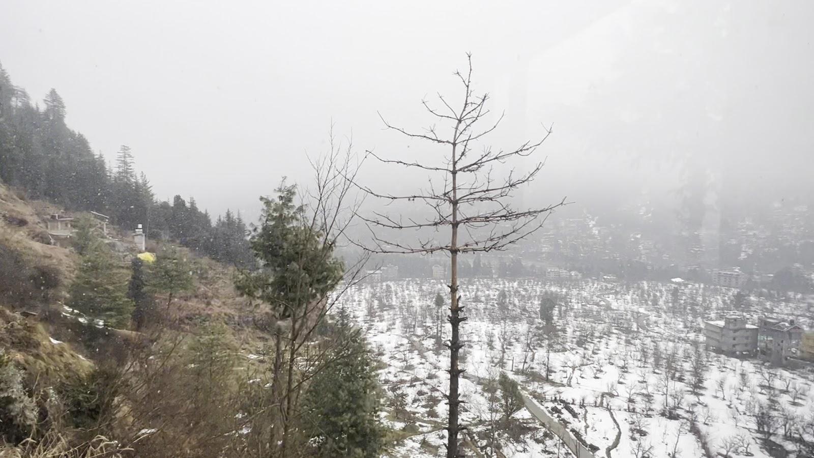 Timberwolves Manali – photo 2