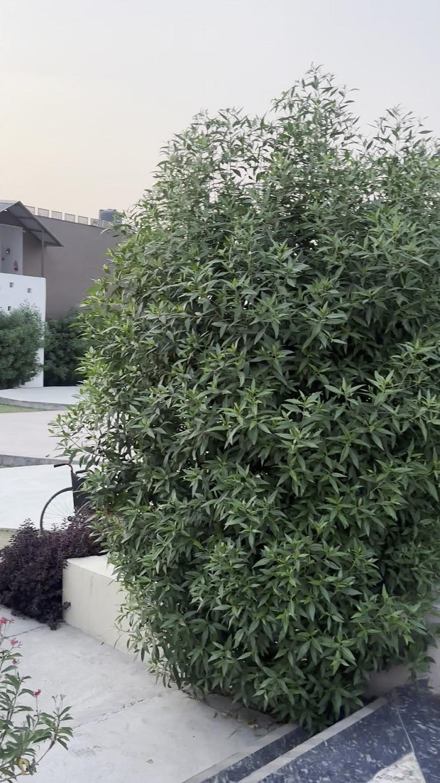 Echor The Corbett Nishk Resort Jim Corbett – photo 2