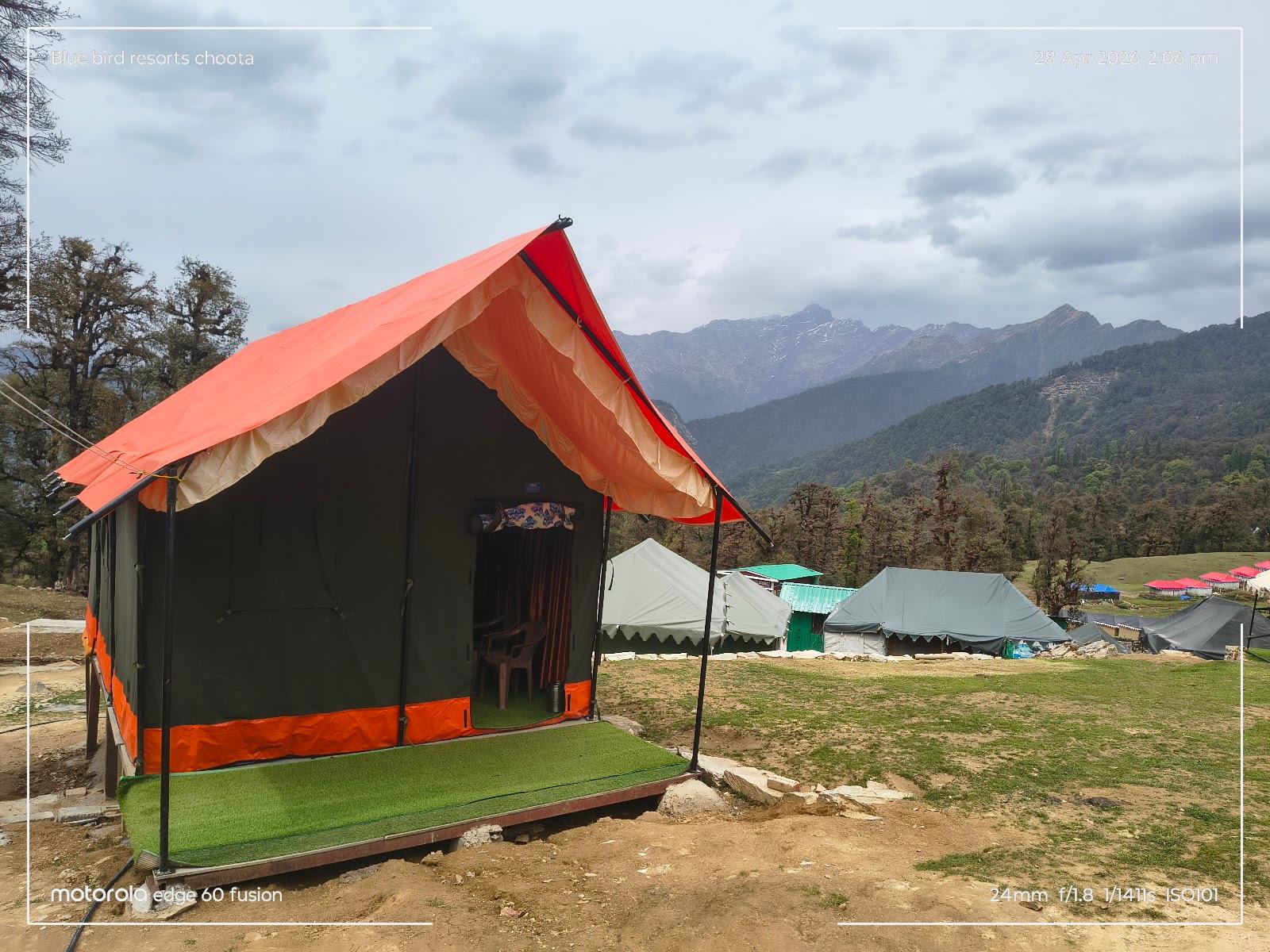 Blue Bird Resort | Chopta, Uttrakhand | Luxury Camping | Best Adventure Activities in Himalyas – photo 2
