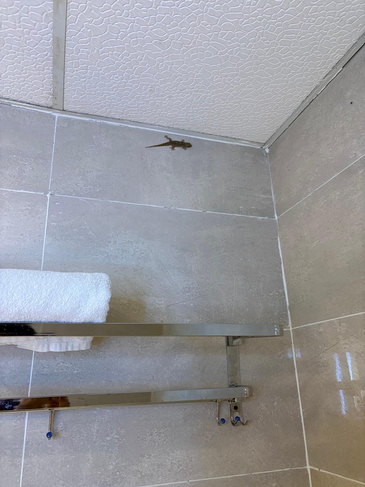 Hotel maple tree – photo 3
