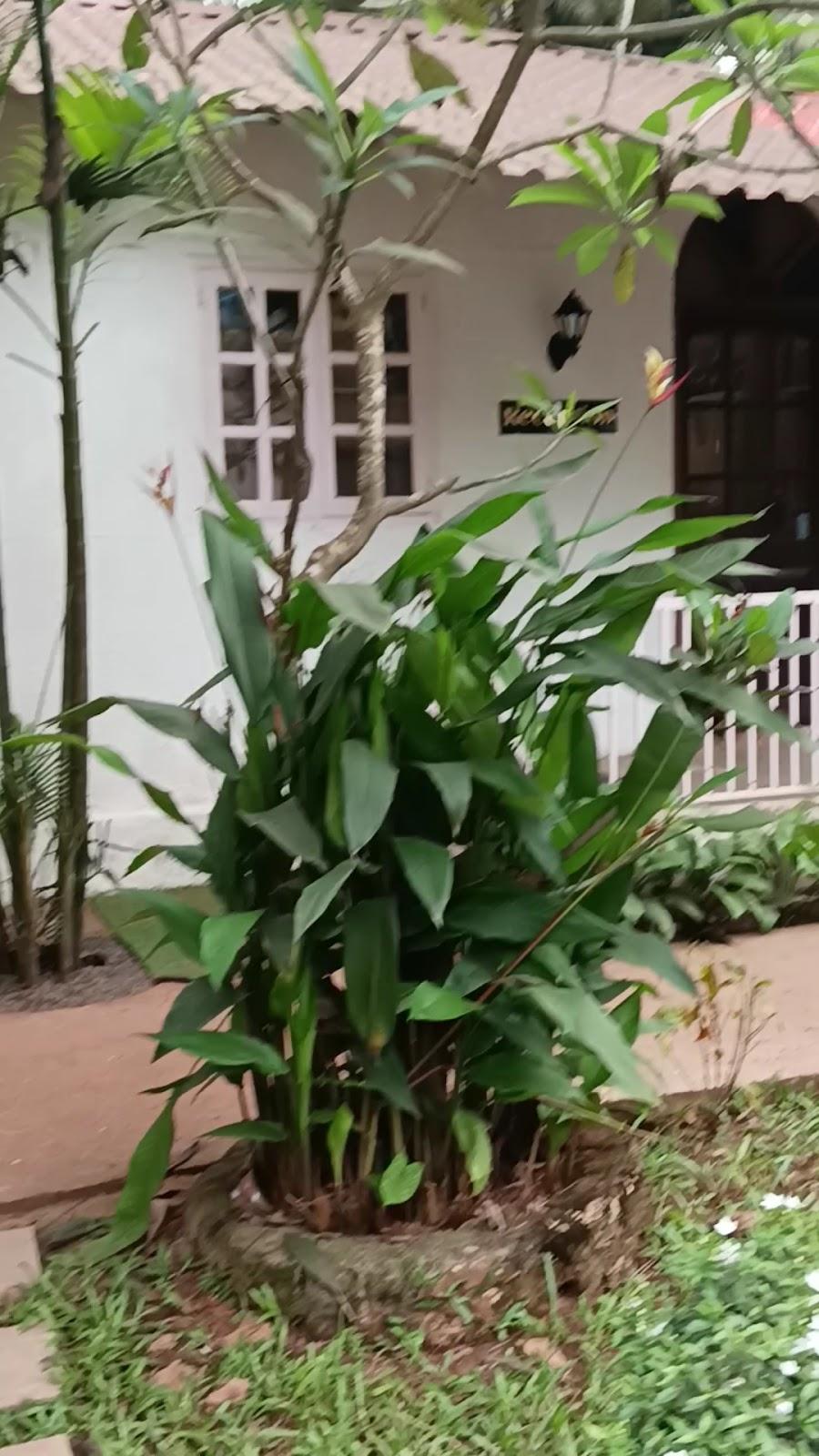 Arambol Sweet Lake Resort – photo 2