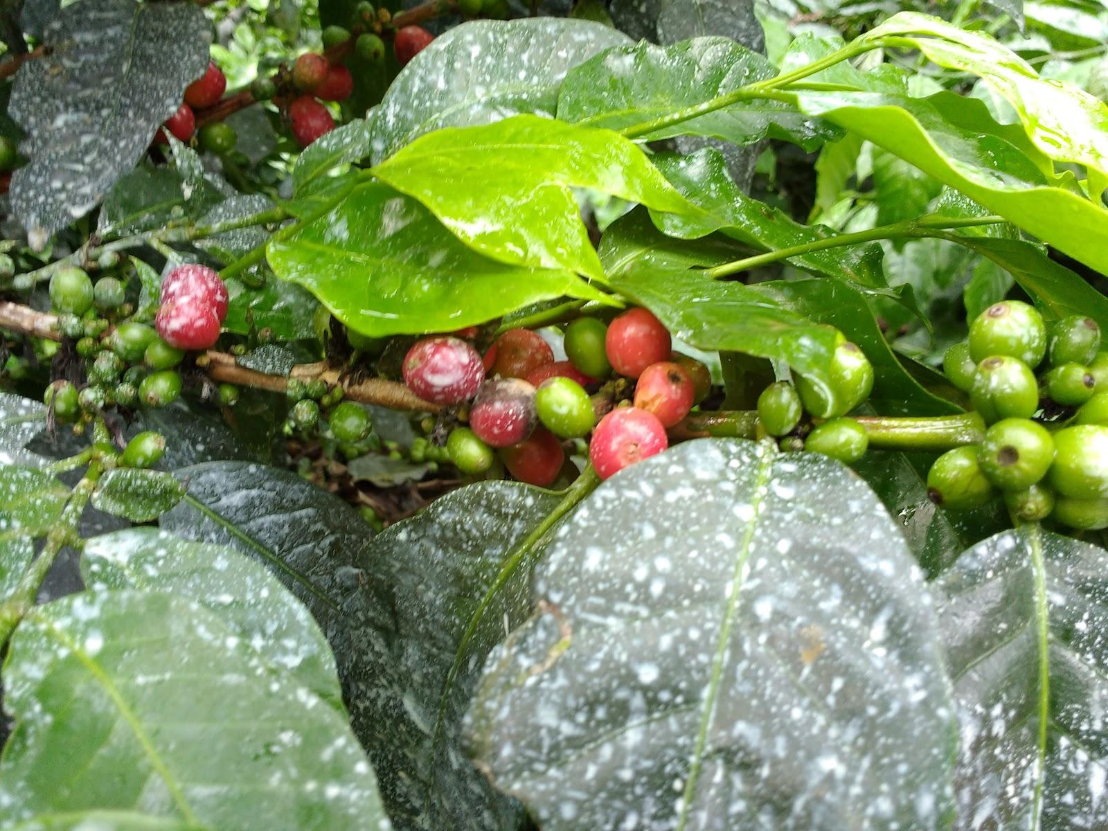 Little Jungle – photo 4