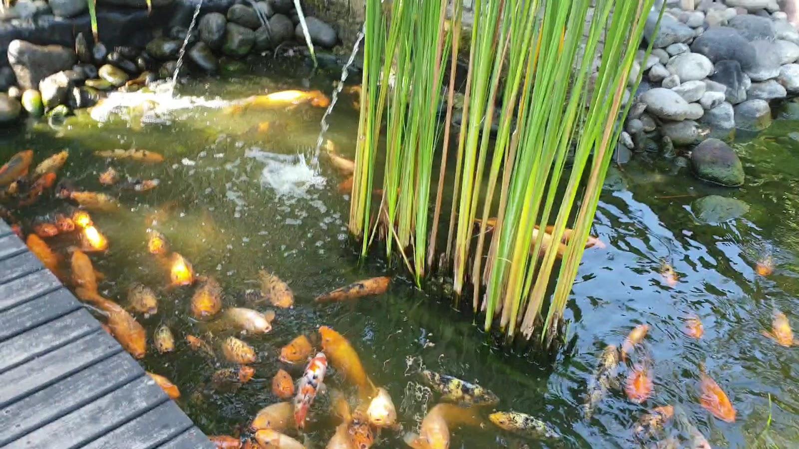 Bali Dynasty Resort – photo 3