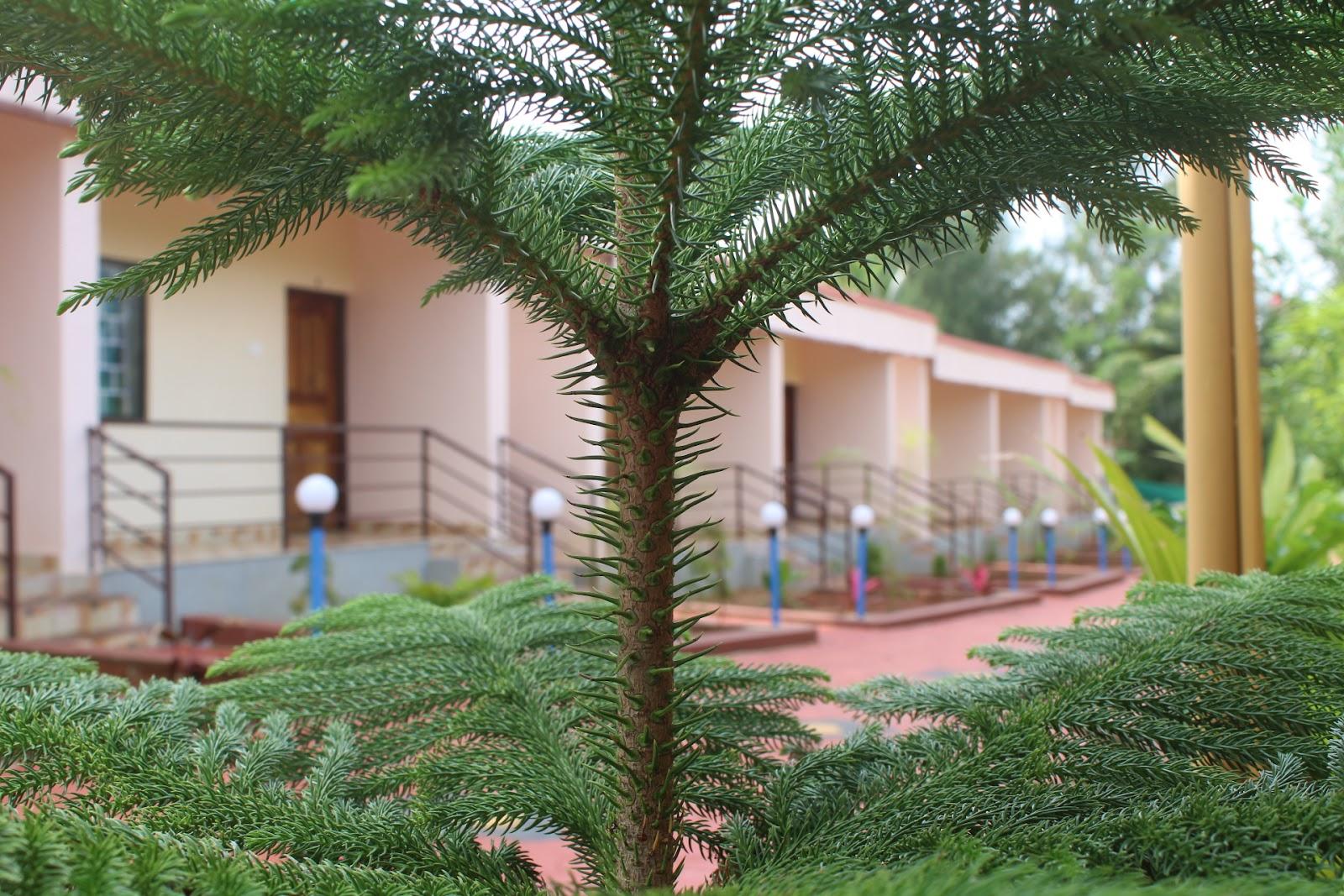 panchajanya stay – photo 4