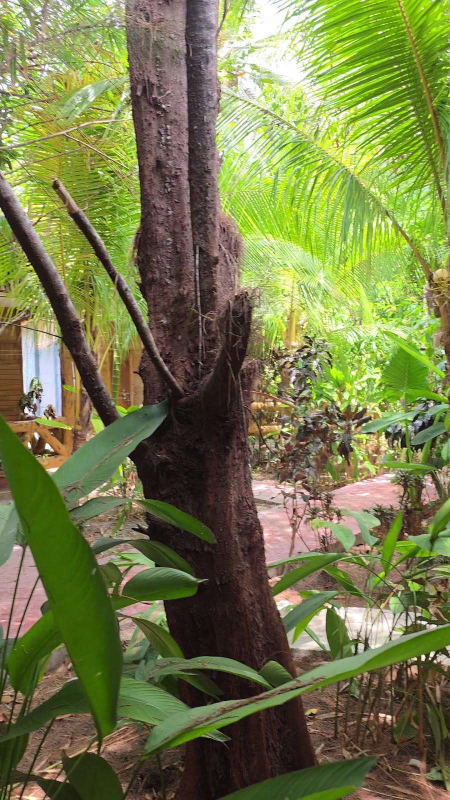 Havelock Farms Resort – photo 2