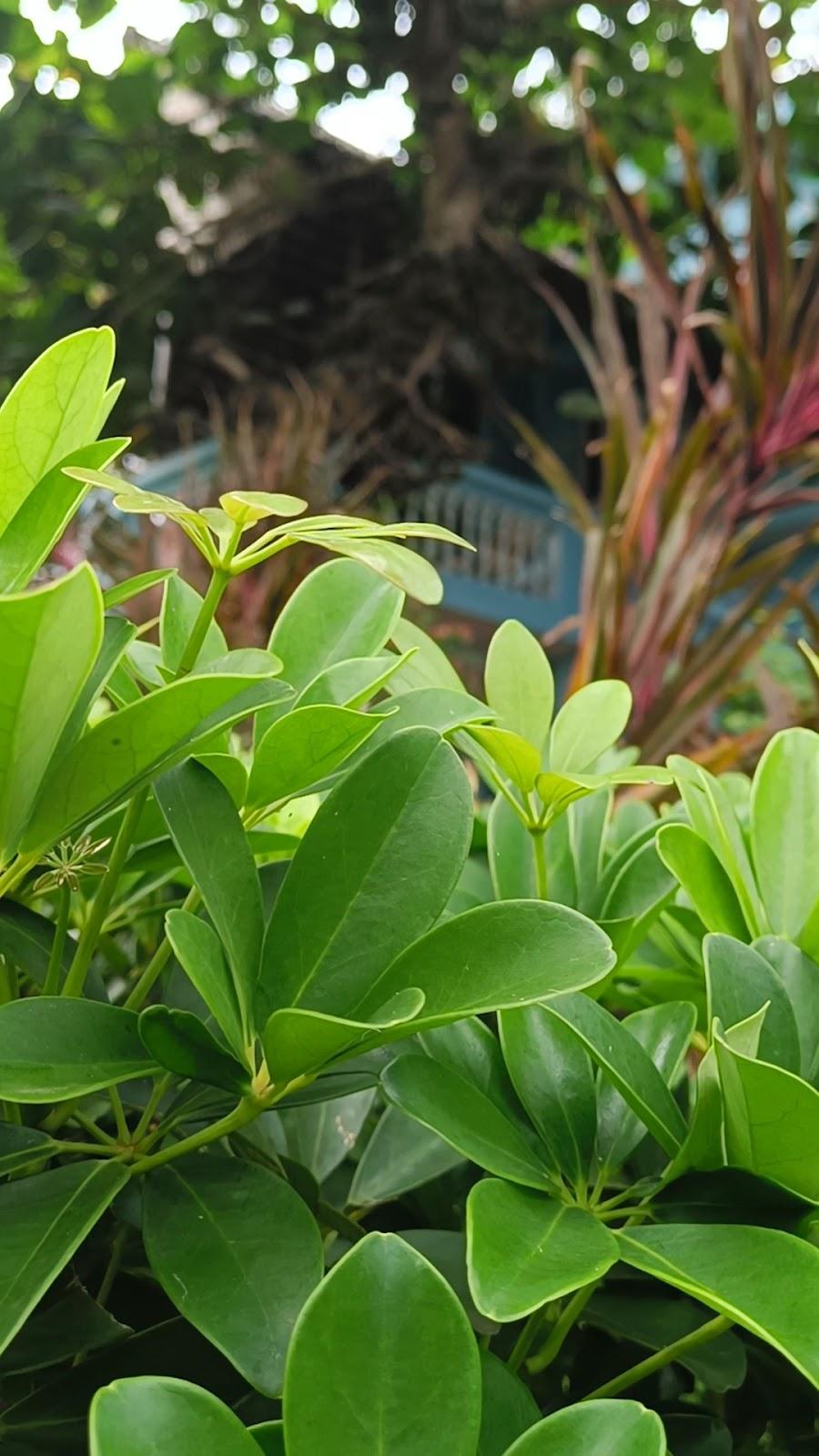 Varkala Marine Palace – photo 2