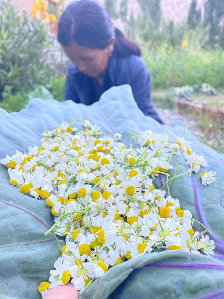 Cho House Farmstay – photo 1