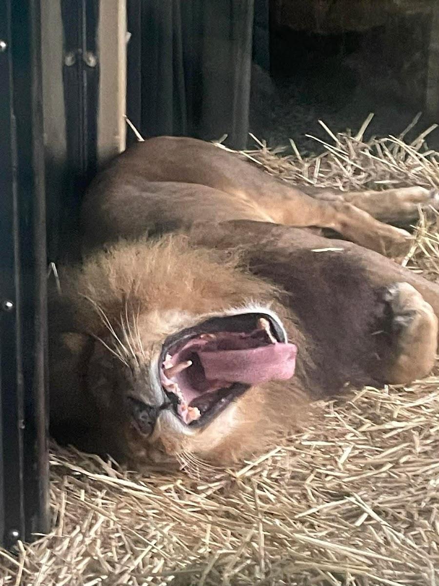 Jamala Wildlife Lodge – photo 2