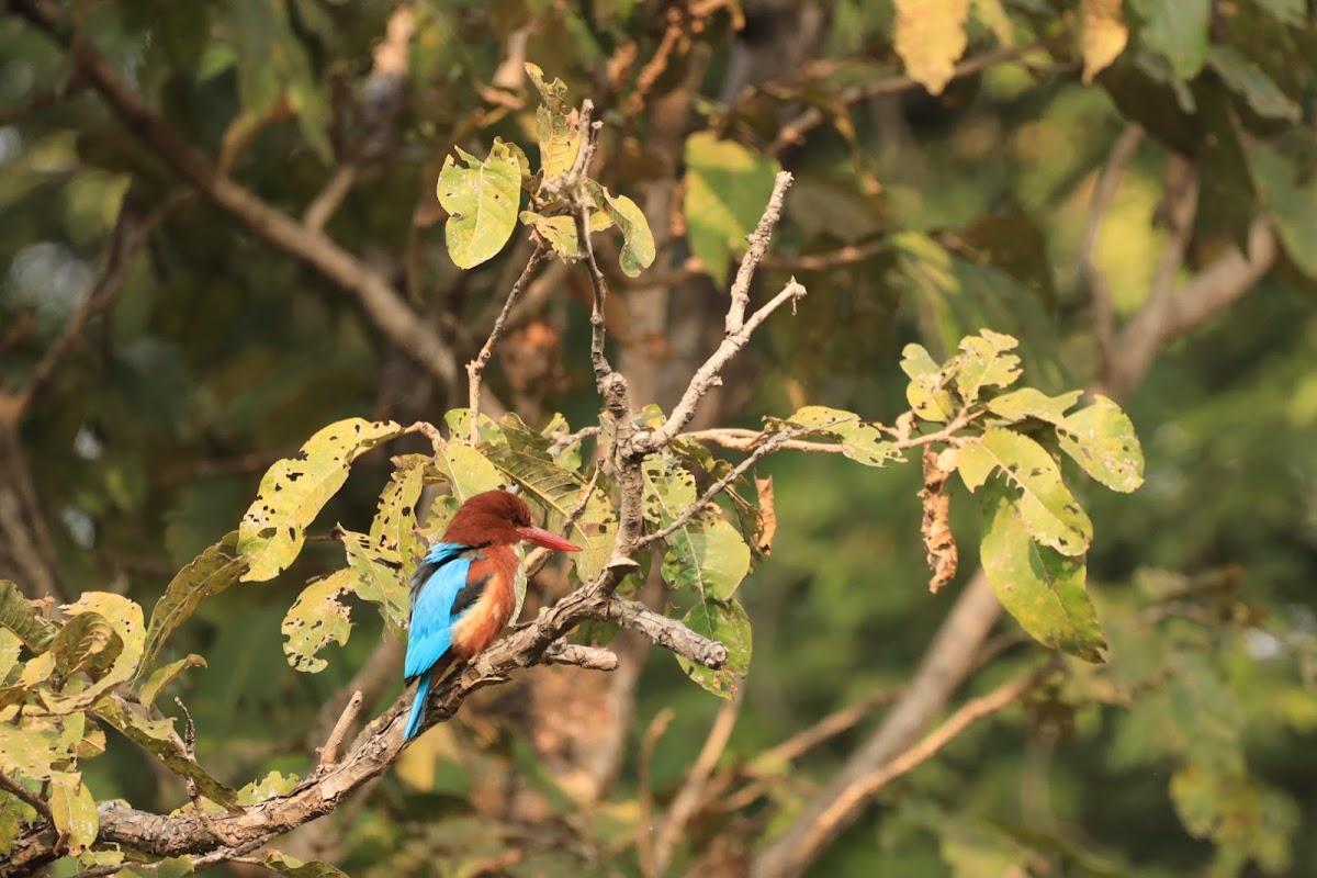 Trees N Tigers Tadoba National Park – photo 4
