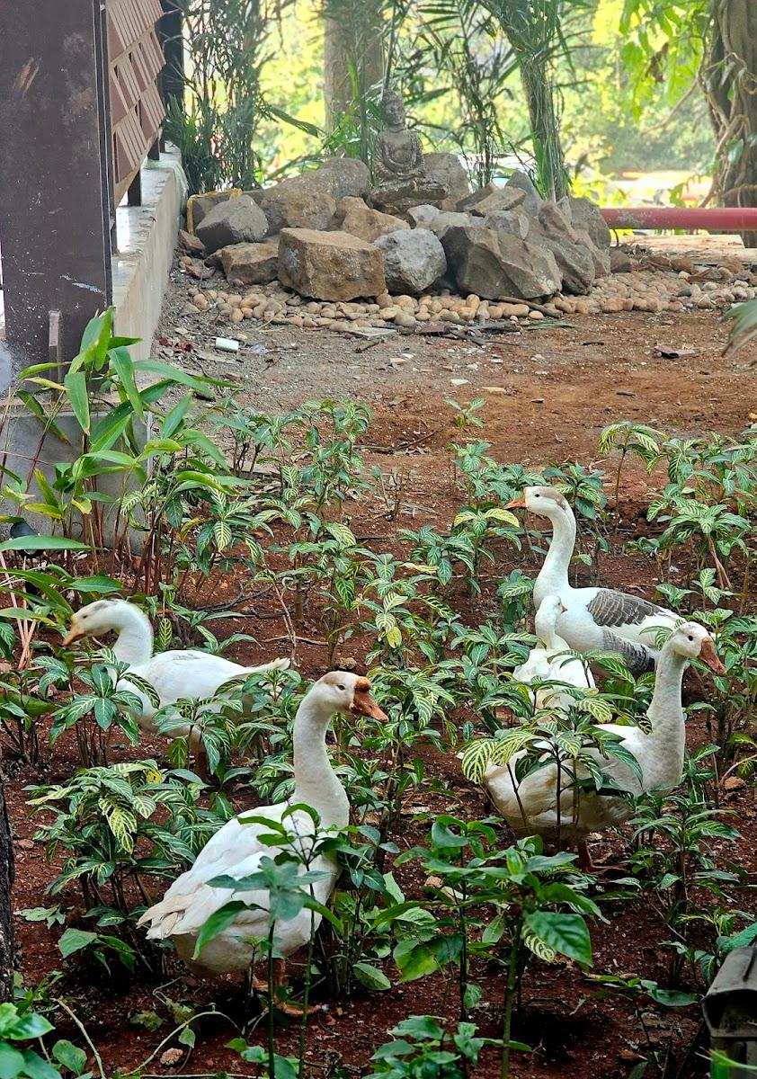 Athiva Resort & Spa Khandala – photo 4