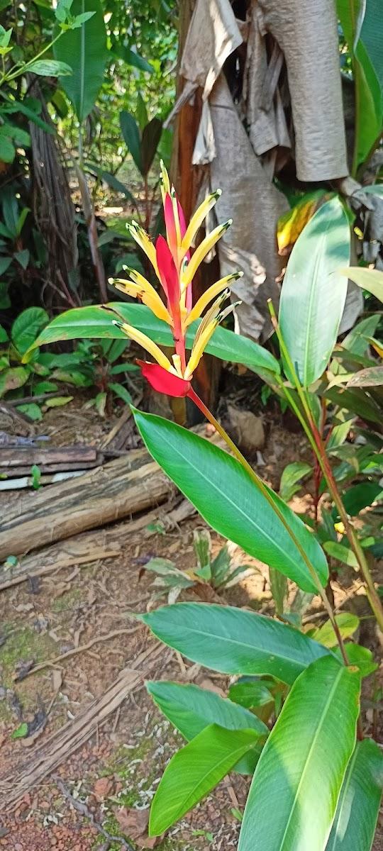 Sahakari Spice Farm – photo 3