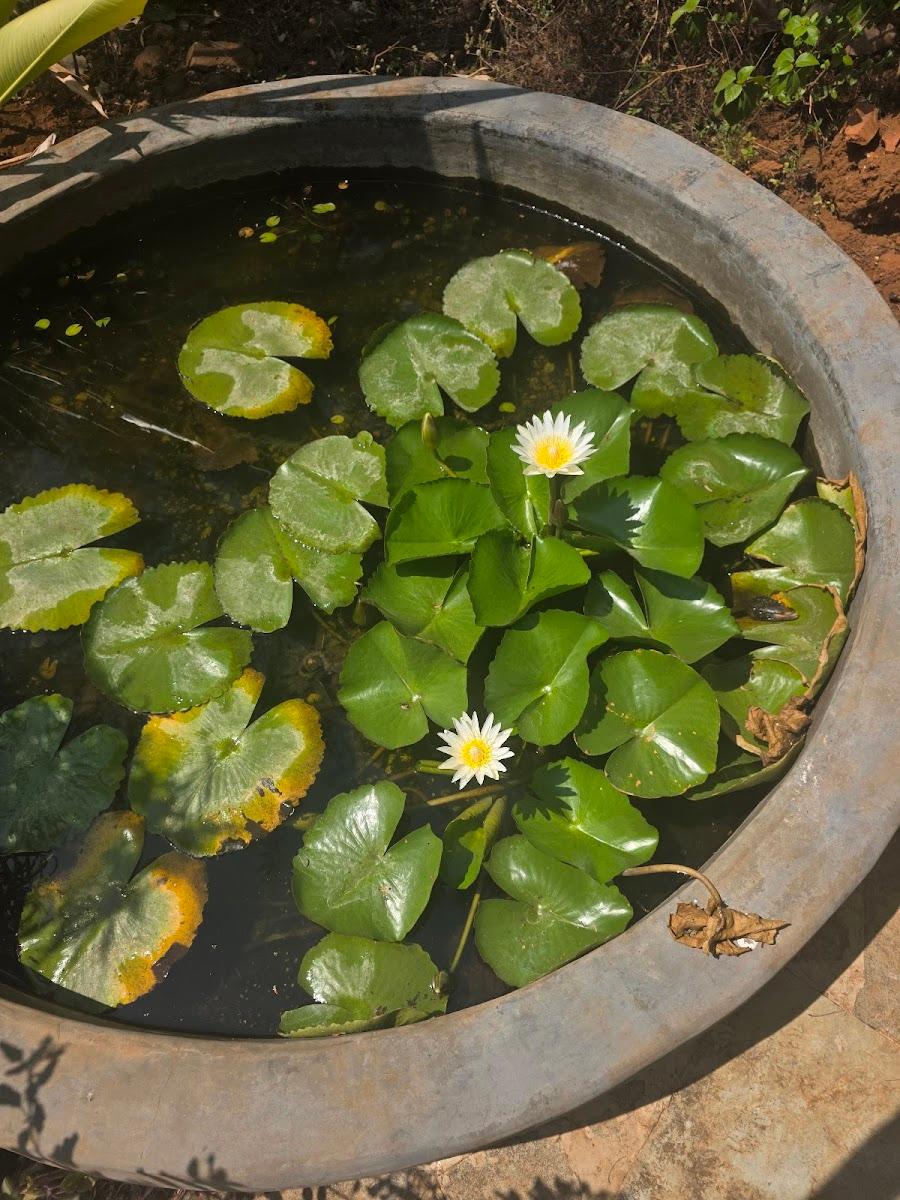 SaffronStays Maativan - Villa in Wada Palghar – photo 2