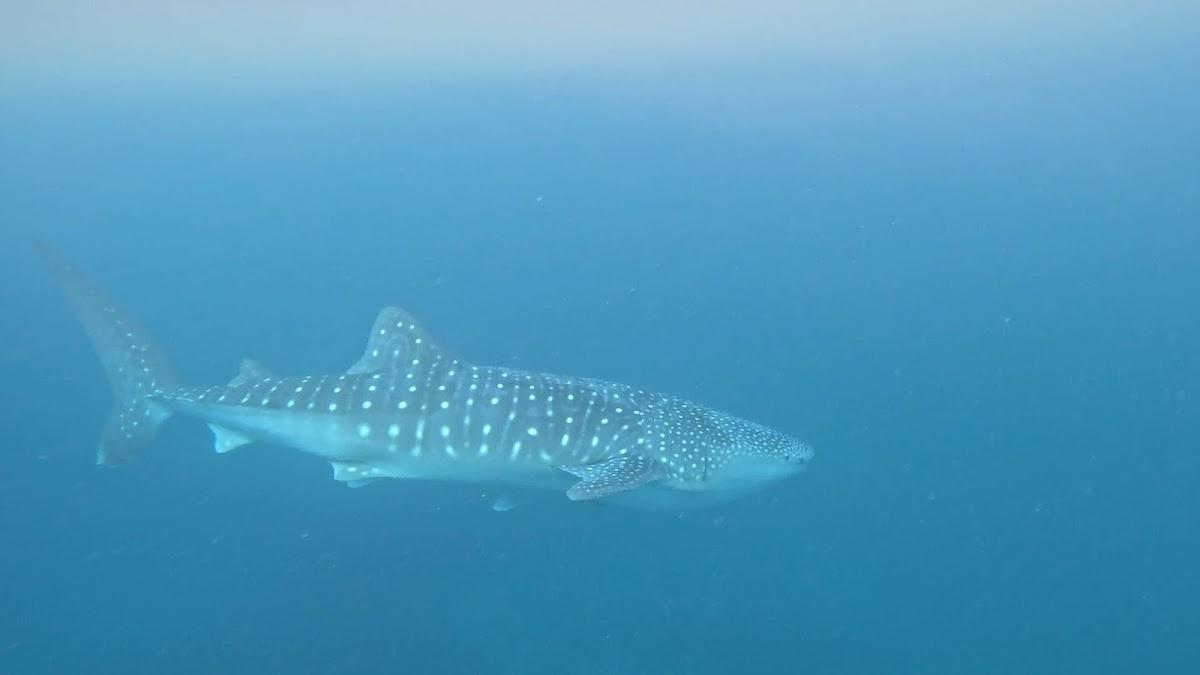 Sogod Bay Scuba Resort – photo 3