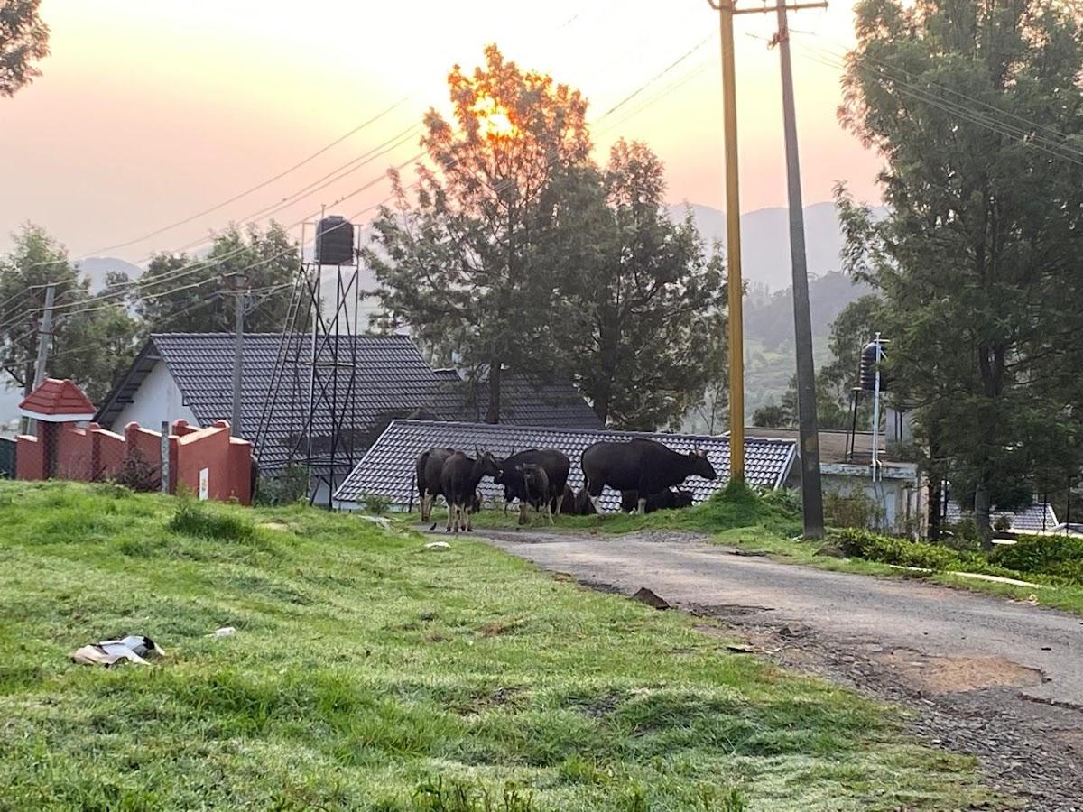 Bisons Retreat – photo 4