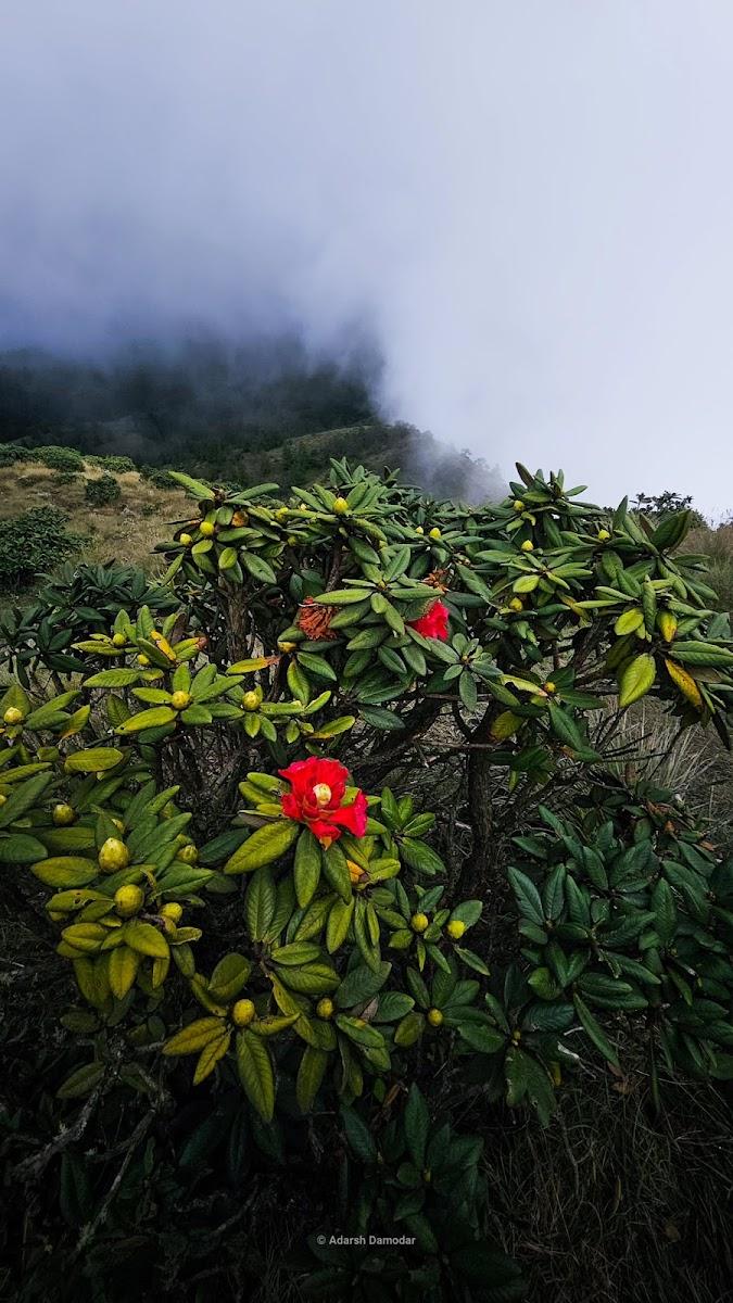 Meesapulimala Base Camp – photo 4