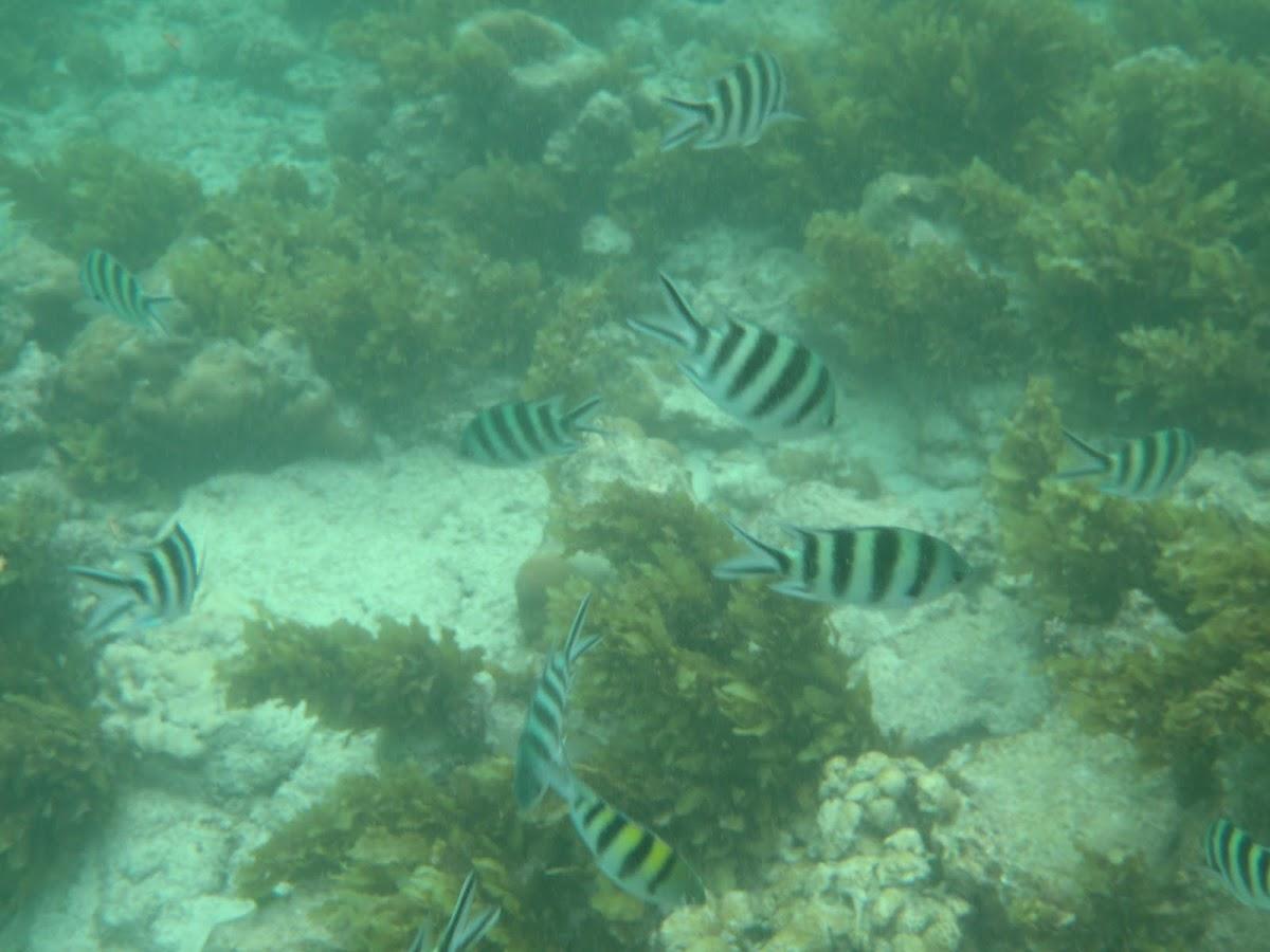 Club Med Seychelles – photo 2