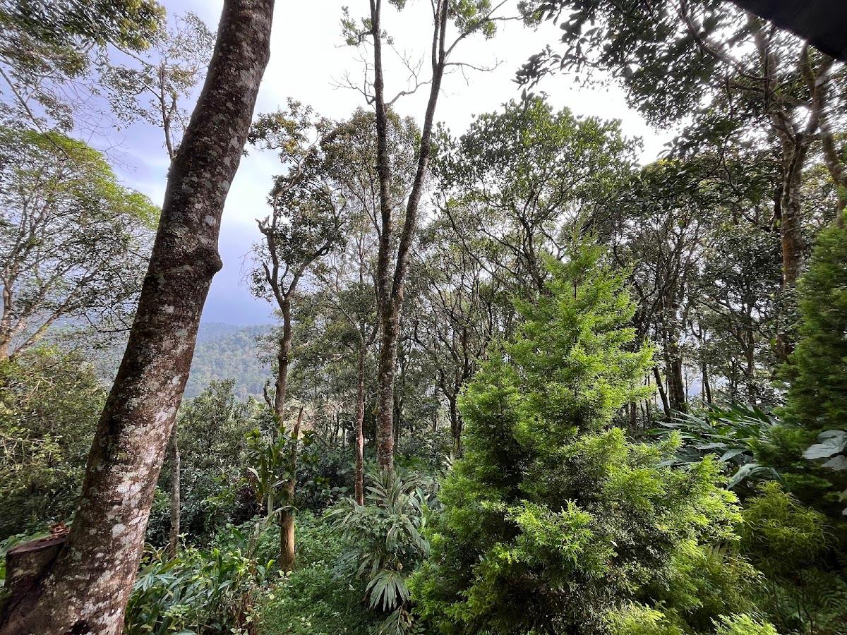 Avadale Munnar – photo 4