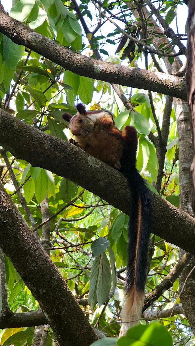 Wayanad Wild - CGH Earth – photo 4