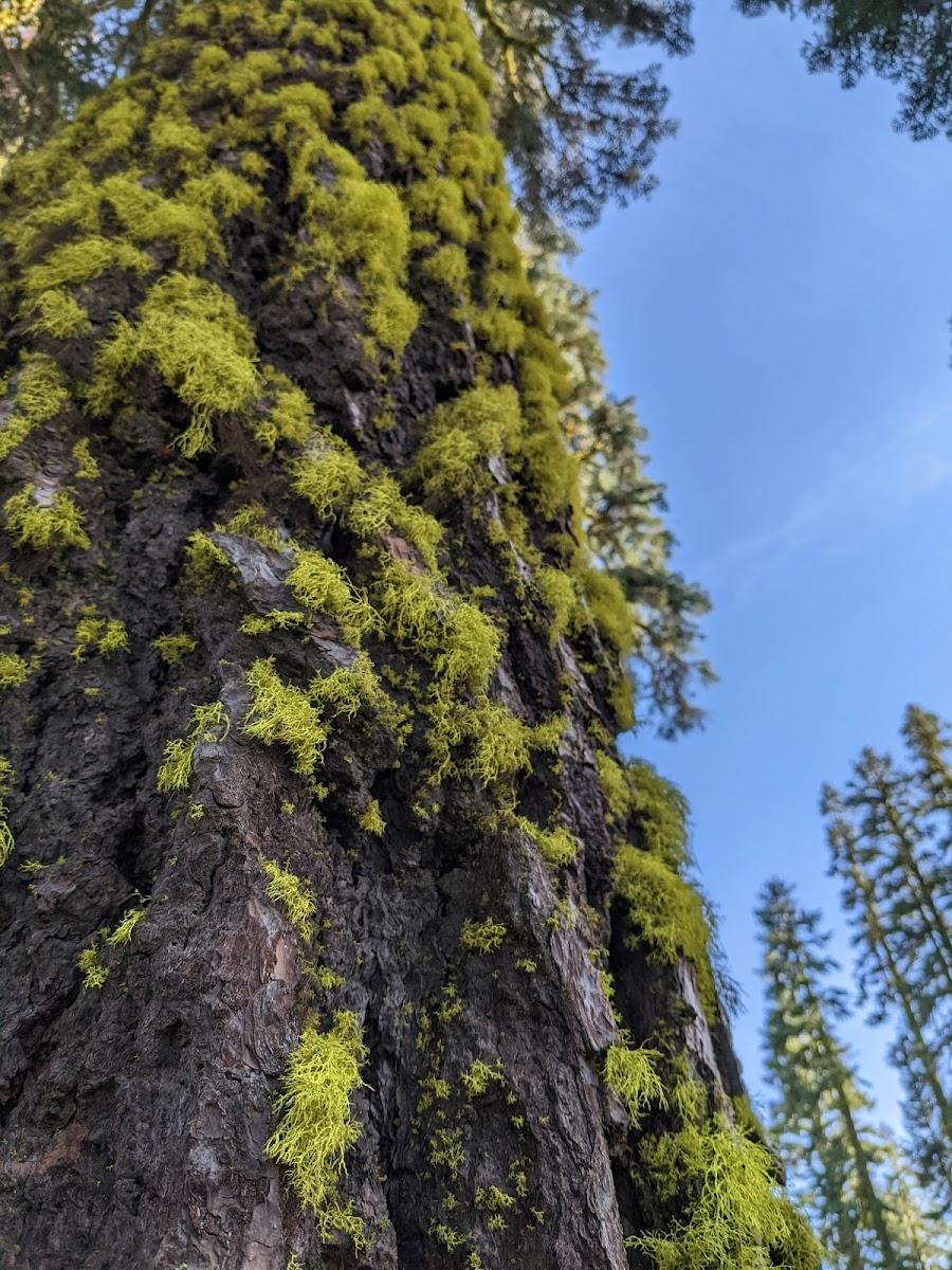 Red Fir Flat Group Campground – photo 1