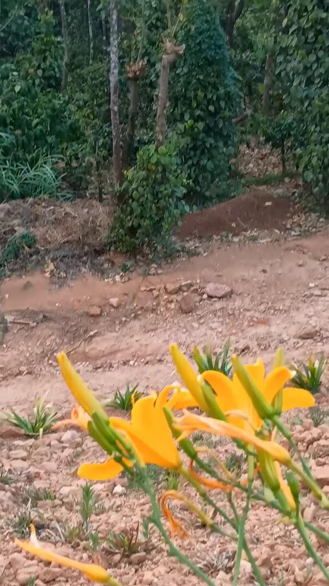 Chilipili Homestay – photo 3