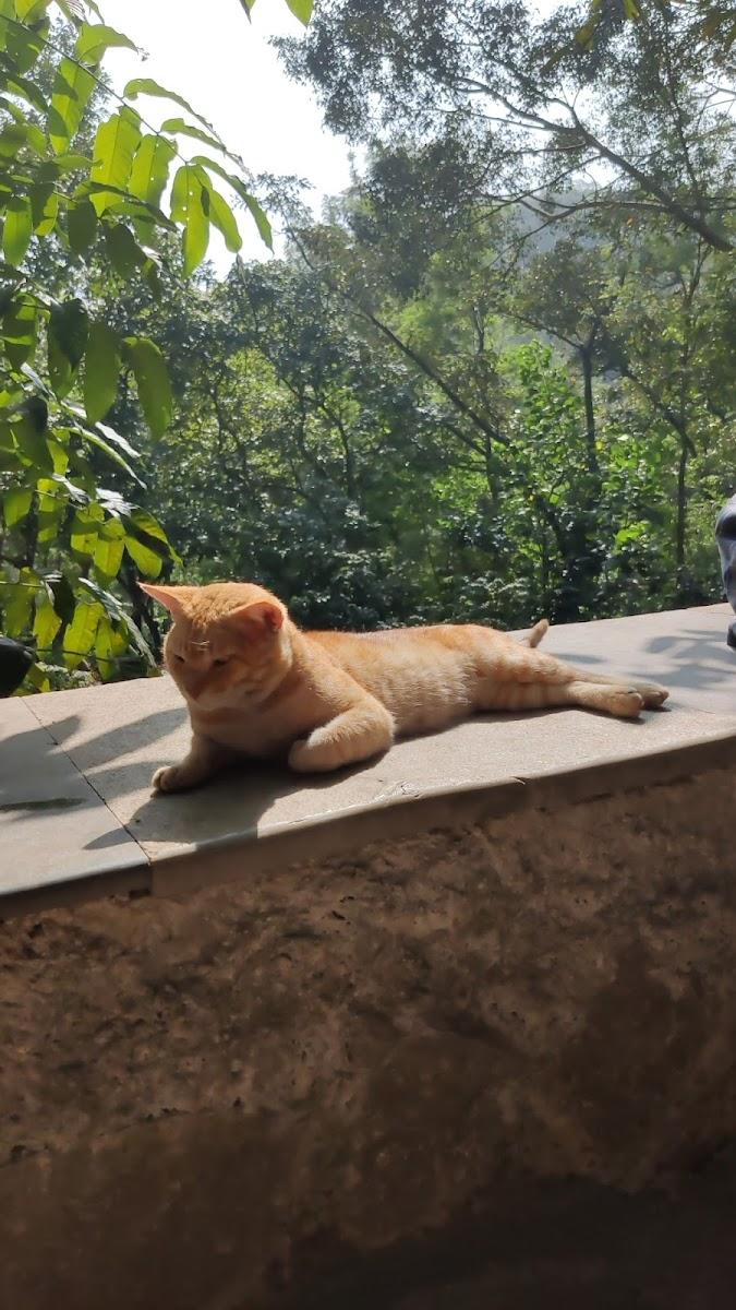 Jungle Stay by Bilwa Estate Coorg – photo 2
