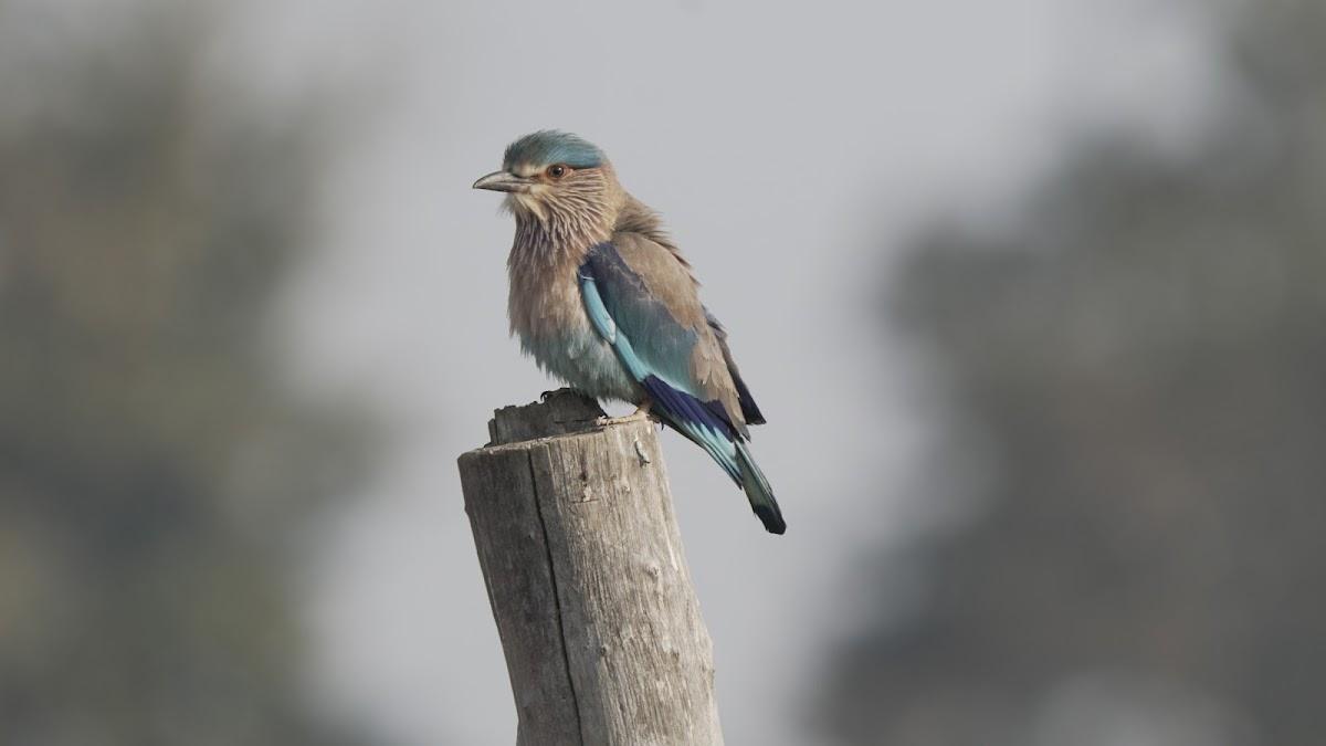 Pench Tree Lodge – photo 2