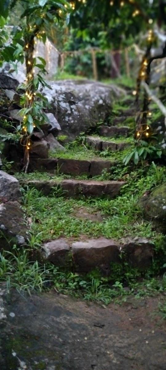 Wildnysteries – photo 3