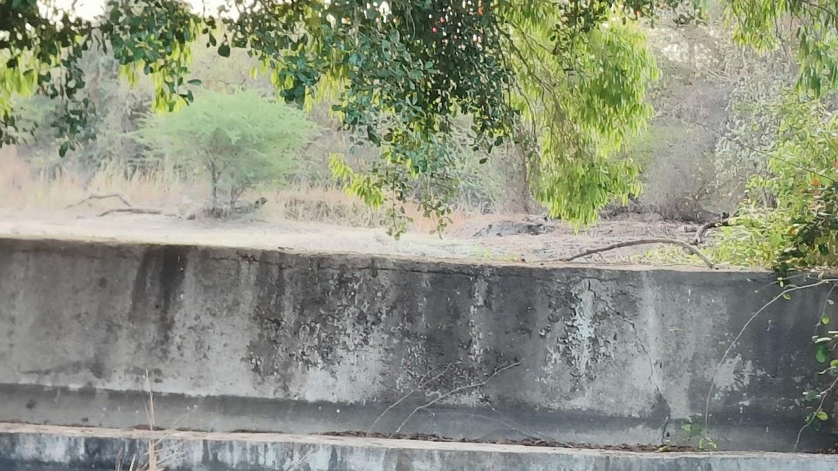 Gir Lion Safari Camp – photo 3