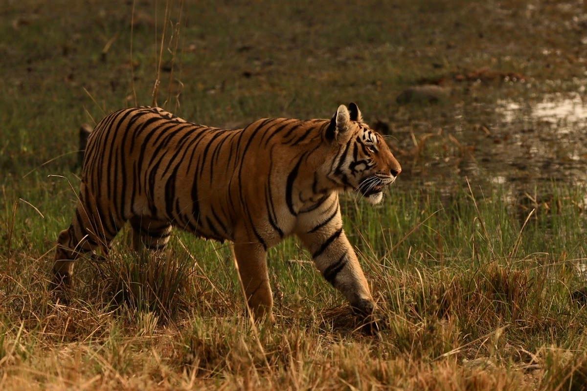 Trees N Tigers Tadoba National Park – photo 2